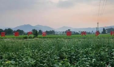 广东激活富硒资源 走出乡村振兴新路径