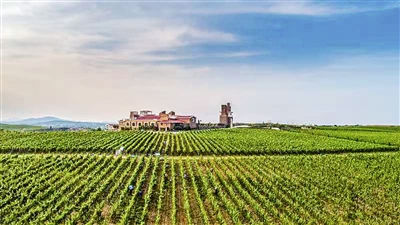 废弃矿山长出“葡萄小镇”！莱西：寸草不生的“石头台”上蹚出绿色发家路