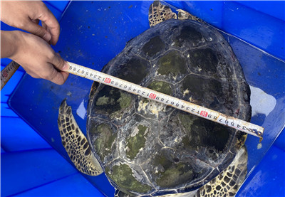 青岛发现一只15公斤绿海龟！属国家一级保护海洋动物 被救时很虚弱