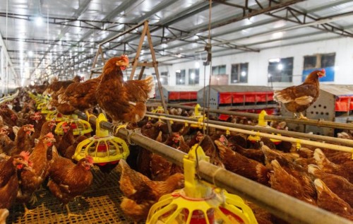 以当代溯源技术鉴别非笼养鸡蛋