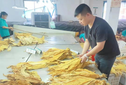 湖南嘉禾：扎根八年练内功 霜刃初试显锋芒