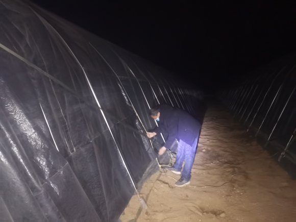  山东安丘烟草：寒潮来袭无所惧 全力以赴护苗忙