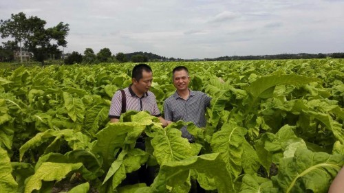  湖南衡阳：守护烟农幸福生活的“老黄牛”