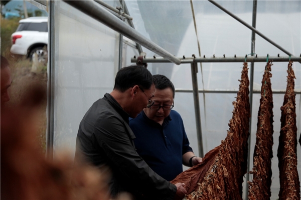 湖北长阳：秋风送爽金叶香 互助兴烟增收乐