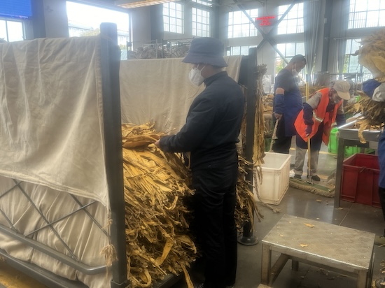 分选班里的“一枝花”