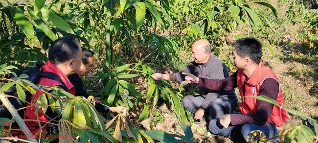 广西乡村科技特派员赴阳朔县开展技术指导工作