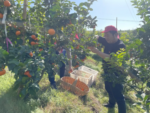 湖北夷陵：将“5210·客户关怀”服务行动进行到底