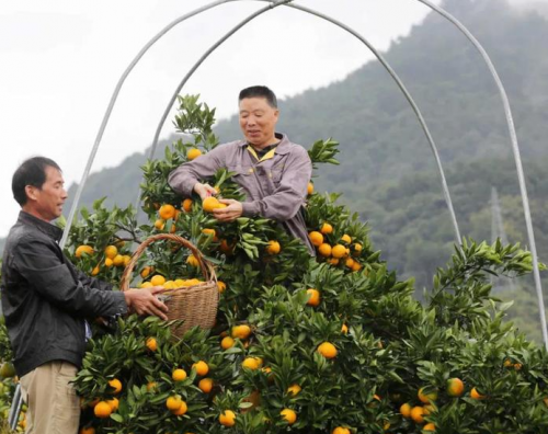 远安烟草驻村工作队：助农采摘丰收忙