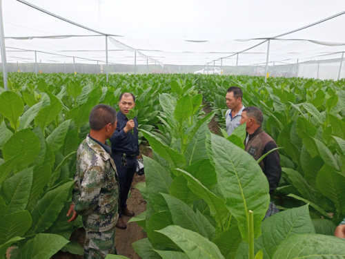 冠豸山下创“茄”境