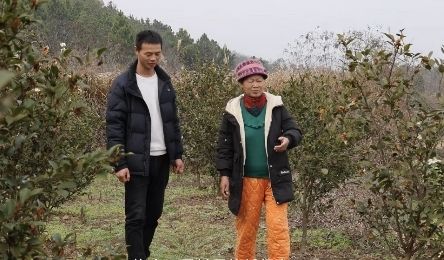 湖北松滋市烟草专卖局：油茶“绿”生金 振兴加满“油”