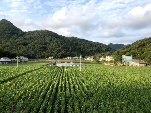 湖北五峰烟草：雪茄“金叶”换“金票”