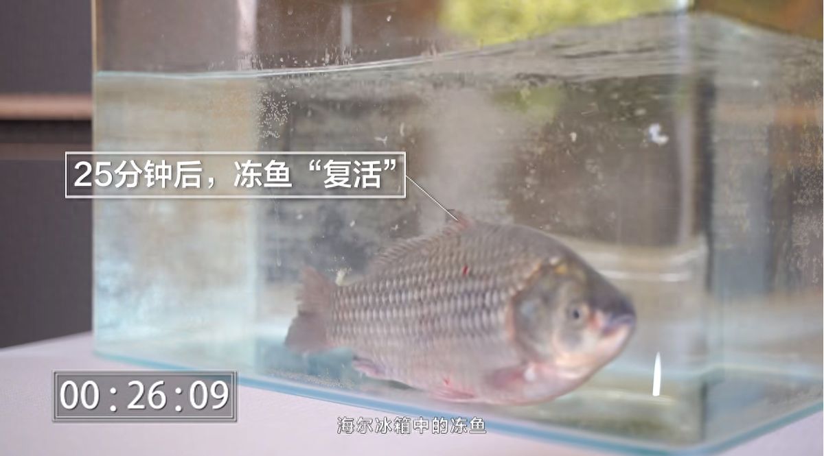 食材解冻不新鲜？ 海尔冰箱不“冻”摇：冻鱼能复活