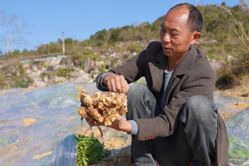 田间“巧”轮作“钱”景广阔