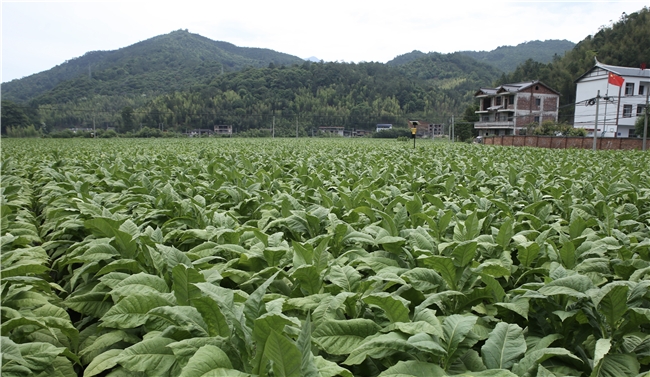 永安有个畲族乡 绿水青山谱写富农新篇章