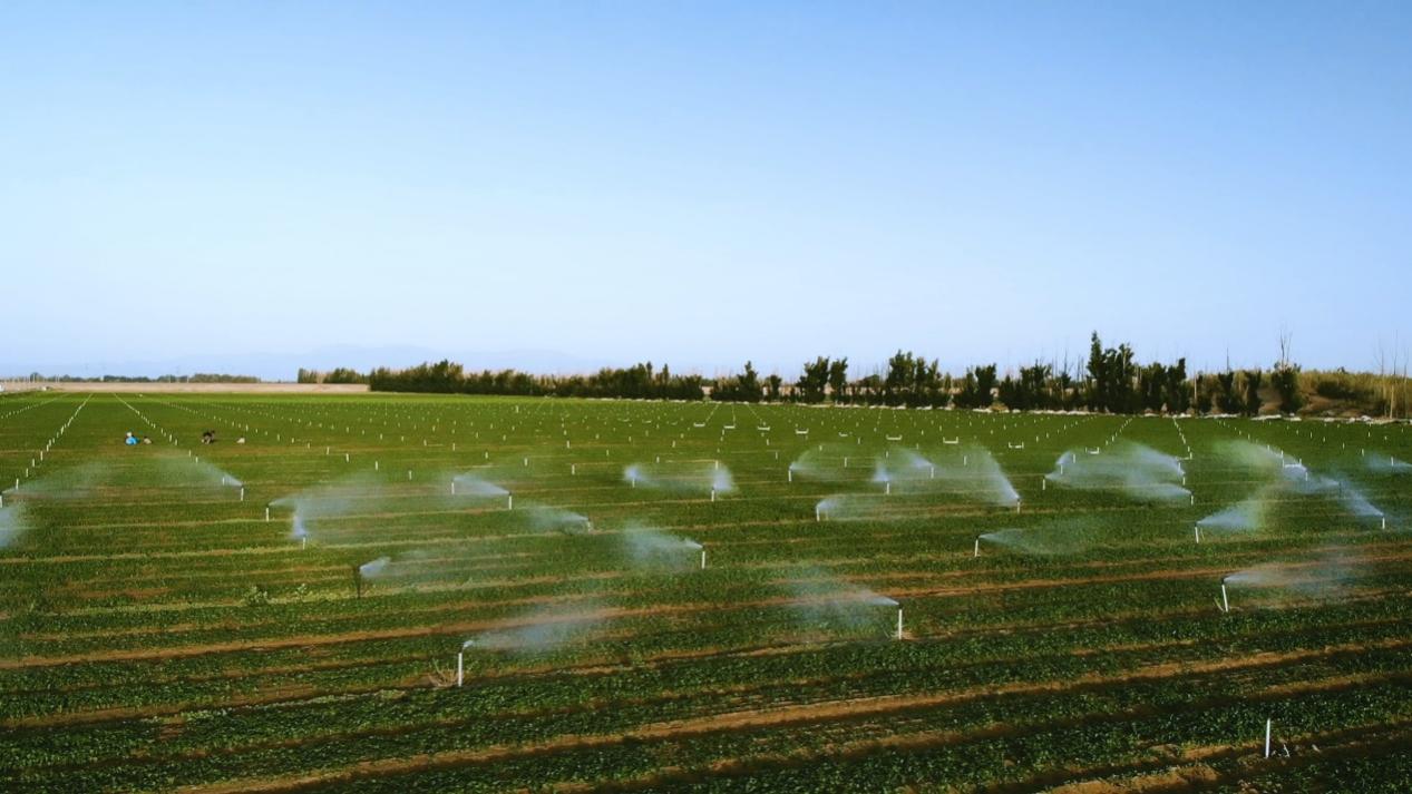 河边的草地上描述已自动生成 河边的草地上描述已自动生成