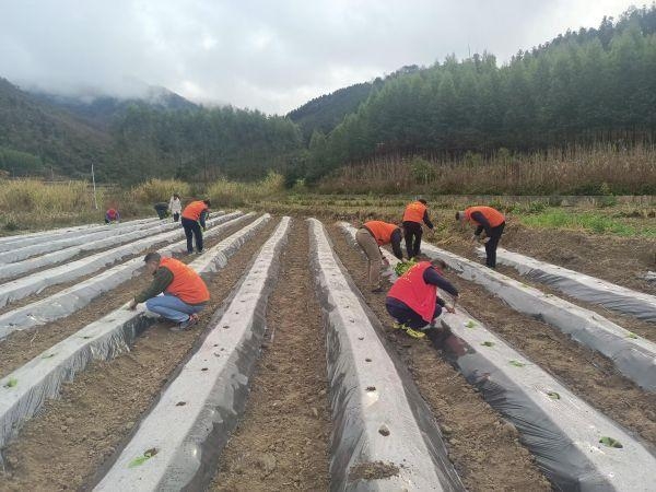 下沉烟田助春耕，党员行动暖农心