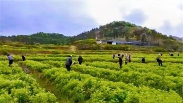 刘河镇新铺村：多措并举，共绘美好环境与幸福生活新画卷