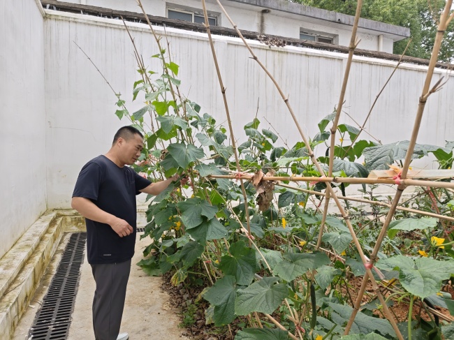 湖北红安烟草：小菜园，大“家”园
