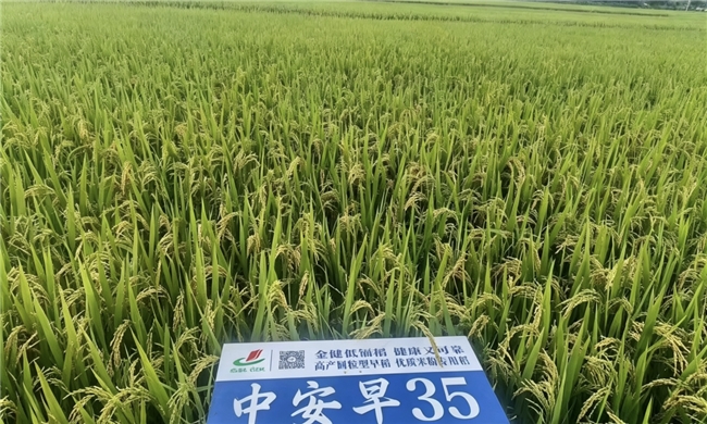 金融护航“放心粮”！平安产险湖南分公司推出镉低积累水稻产量保险