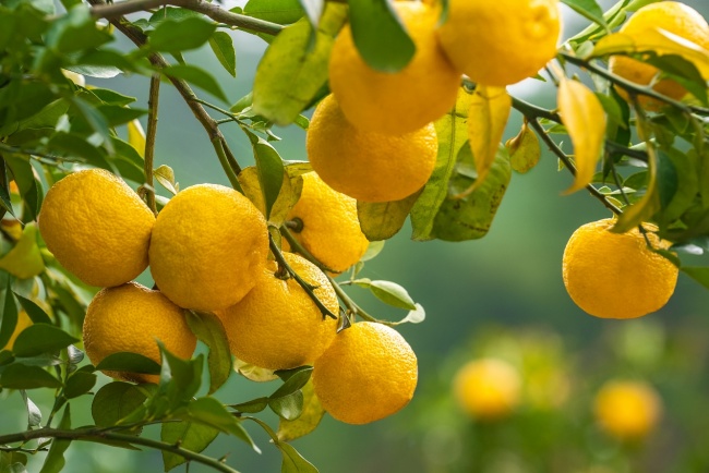 为什么说香柚(YUZU)是下一个抹茶，但天花板更高？